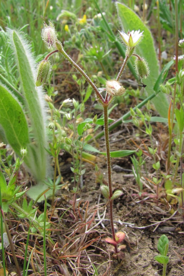 Изображение особи Cerastium crassiusculum.