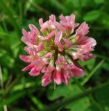 Trifolium hybridum
