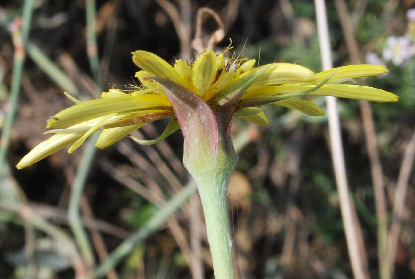 Image of Tragopogon graminifolius specimen.