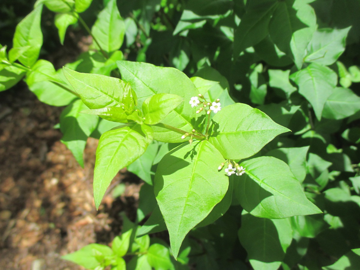 Изображение особи Rauvolfia ligustrina.