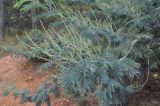 Acacia dealbata. Ветвь зацветающего растения. Китай, Юньнань, горы Shibaoshan (Shibao Shan), окр. храма Шицзхон (Shizhong Temple), смешанный лес. 26 октября 2016 г.