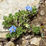 Gentiana squarrosa. Цветущее растение в подножье склона. Якутия, Алданский р-н, левый берег р. Алдан в 6 км вверх по течению от г. Томмот. 27.06.2016.