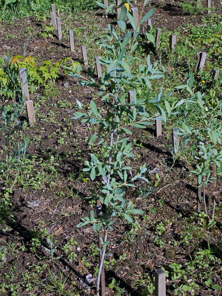 Изображение особи Chosenia arbutifolia.