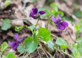 Viola odorata