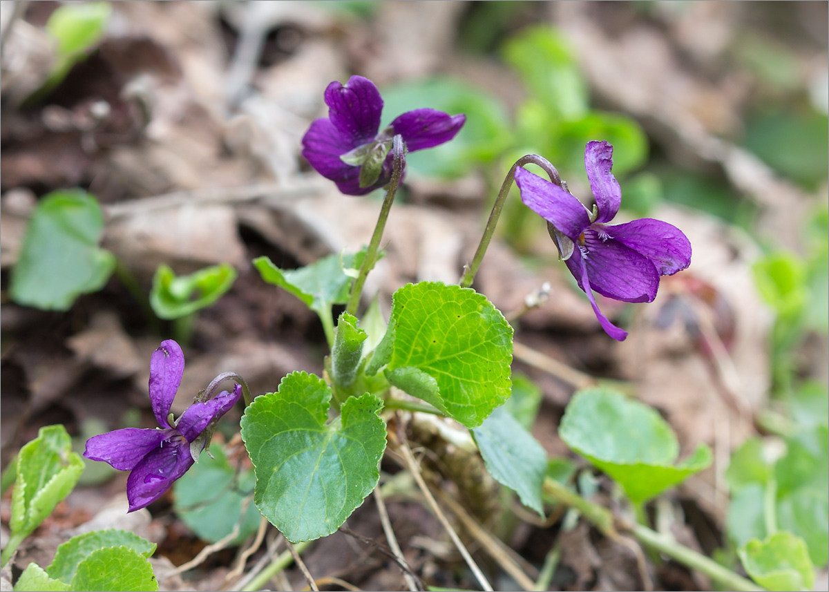 Image of Viola odorata specimen.