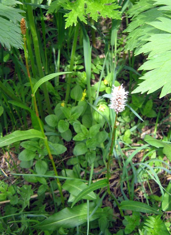 Изображение особи Bistorta elliptica.