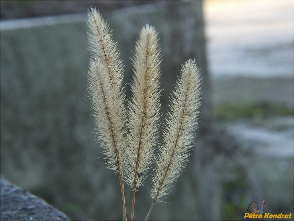 Image of genus Setaria specimen.