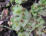 Marchantia polymorpha. Таллом с выводковыми корзинками. Окр. Архангельска, свалка древесных отходов. 23.04.2011.