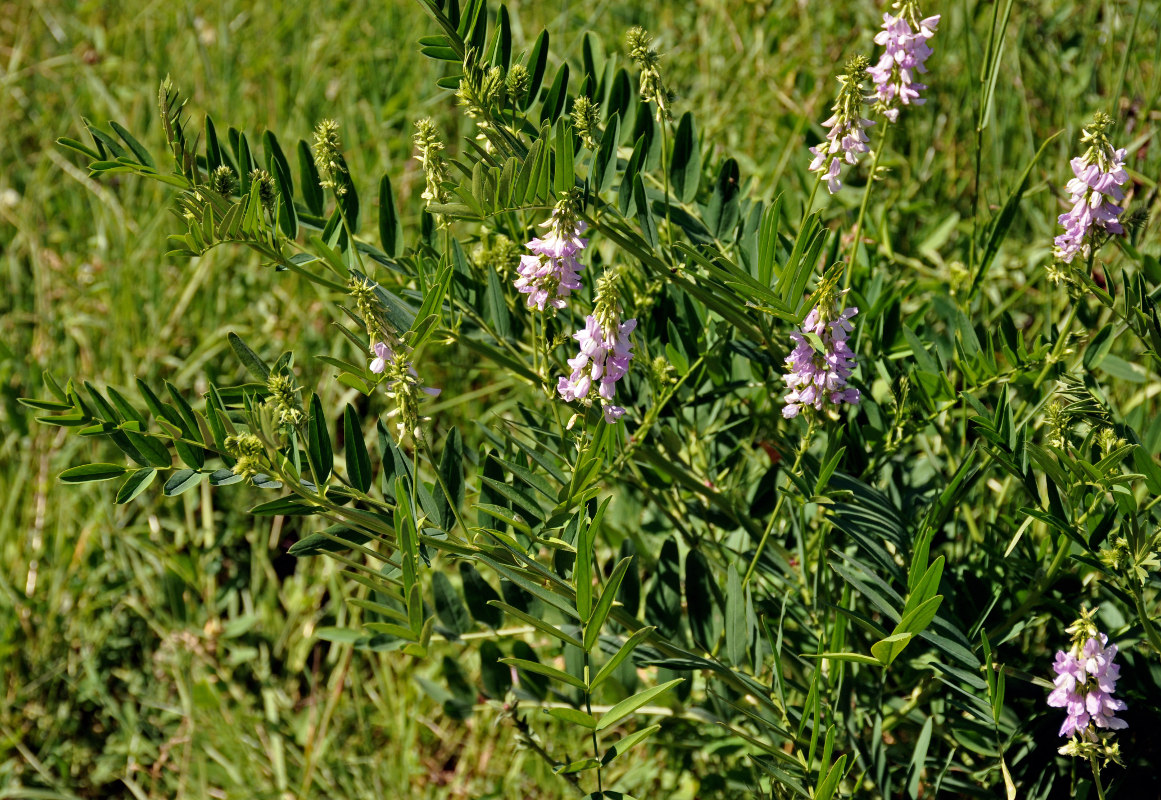 Image of Galega officinalis specimen.