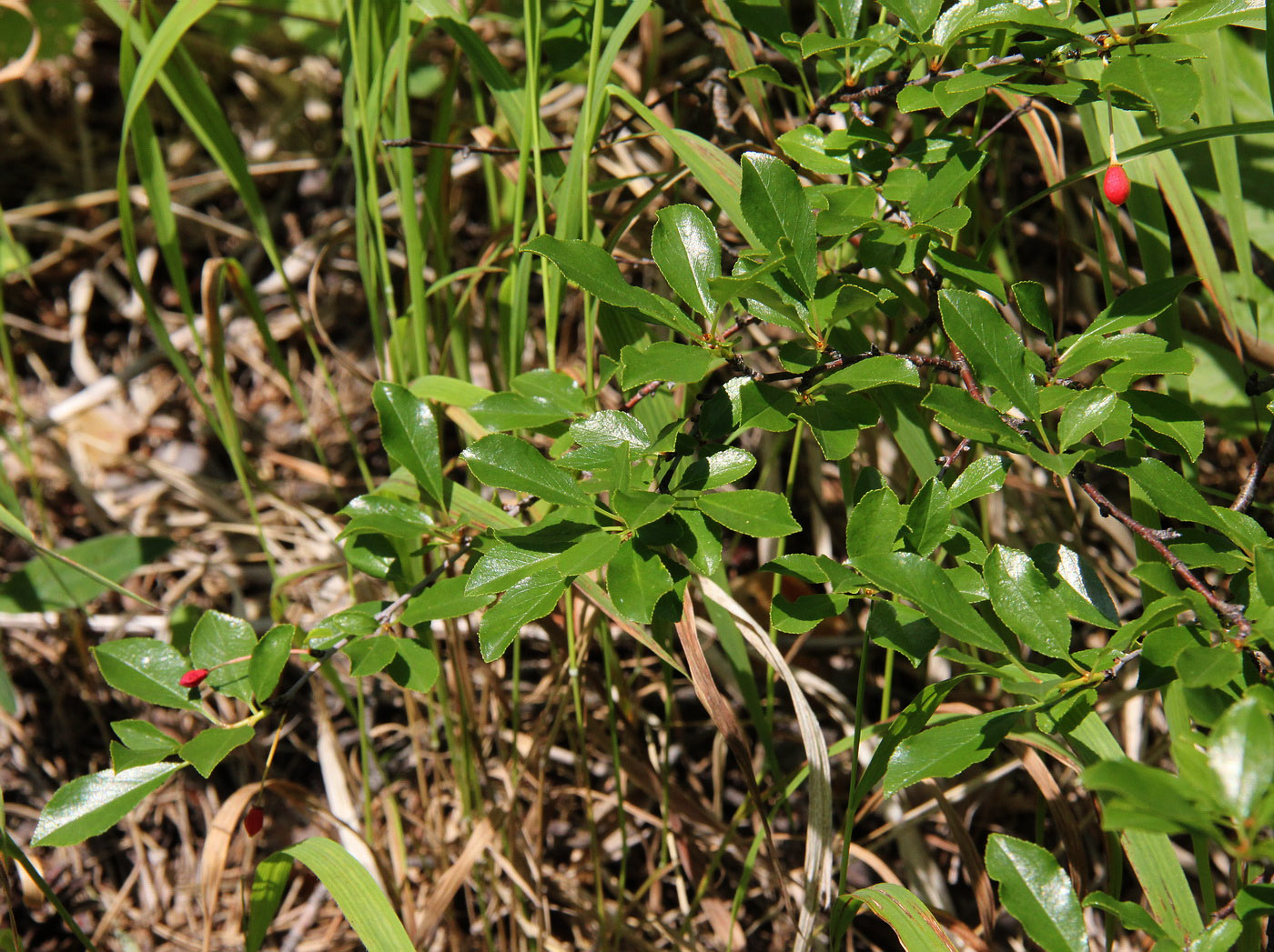 Image of Cerasus fruticosa specimen.
