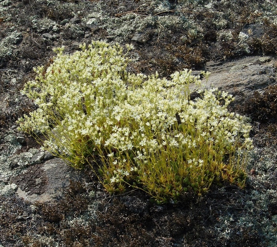 Изображение особи Saxifraga spinulosa.