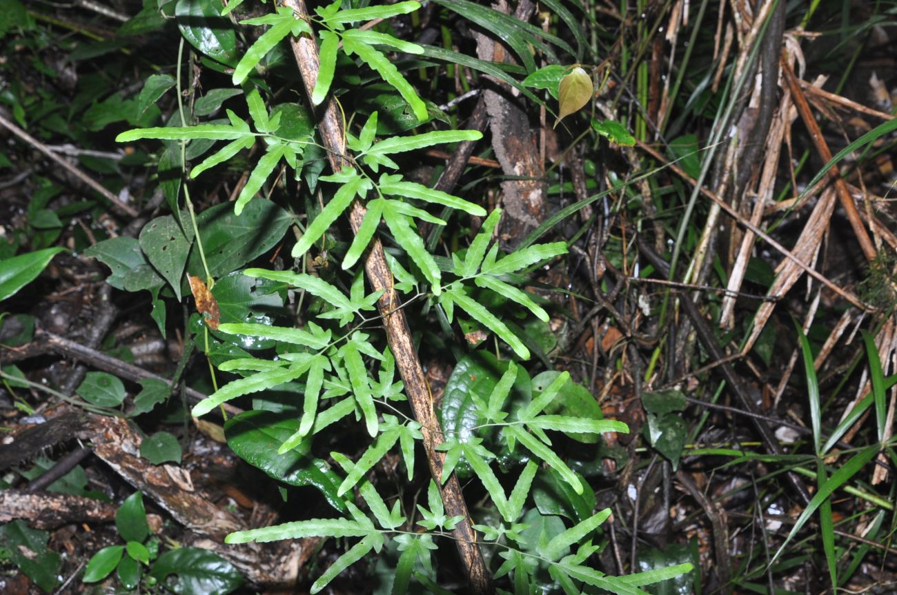 Image of Lygodium japonicum specimen.
