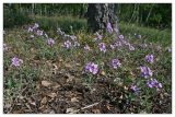 Clausia aprica
