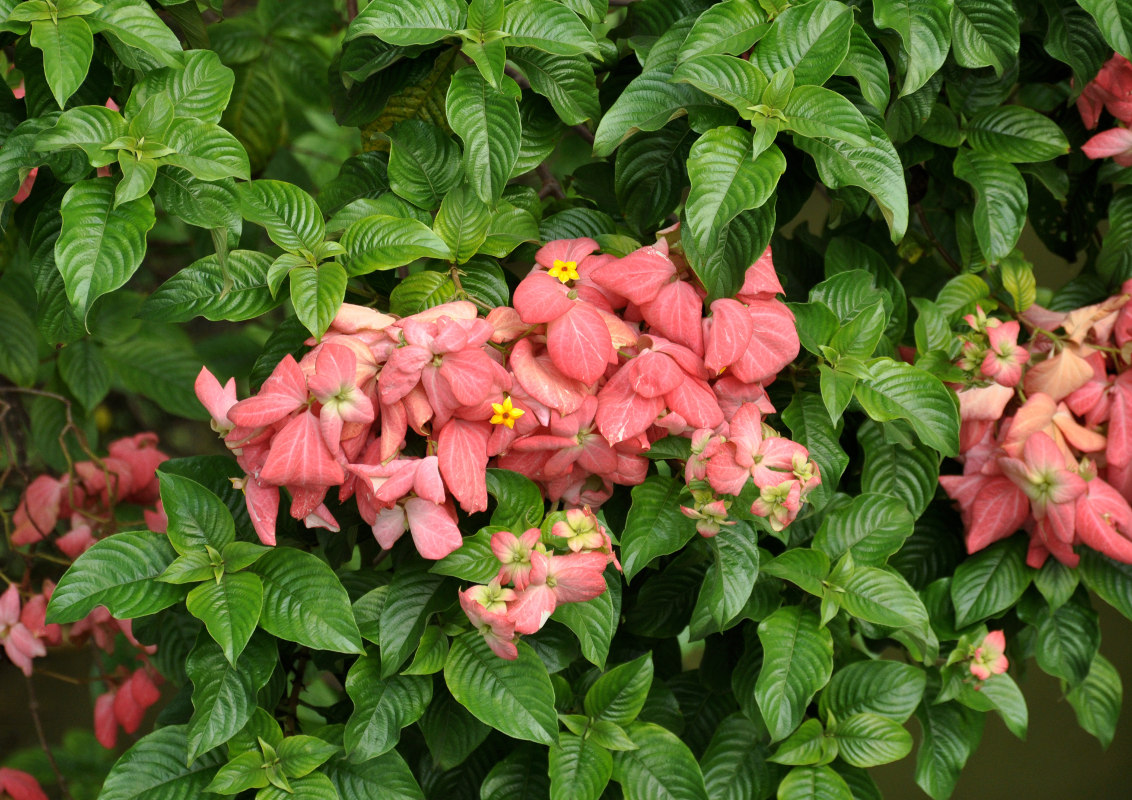 Image of Mussaenda philippica specimen.