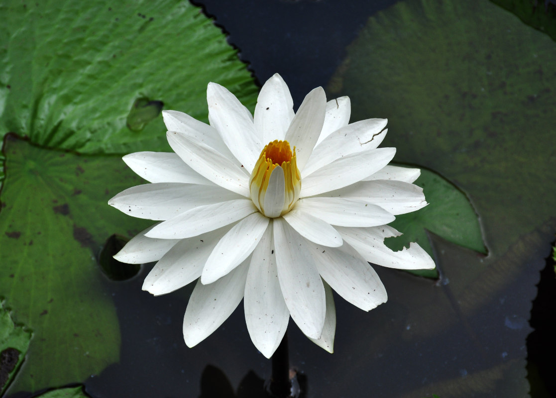 Изображение особи Nymphaea lotus.