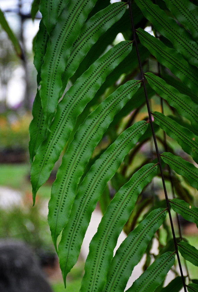 Image of Goniophlebium percussum specimen.