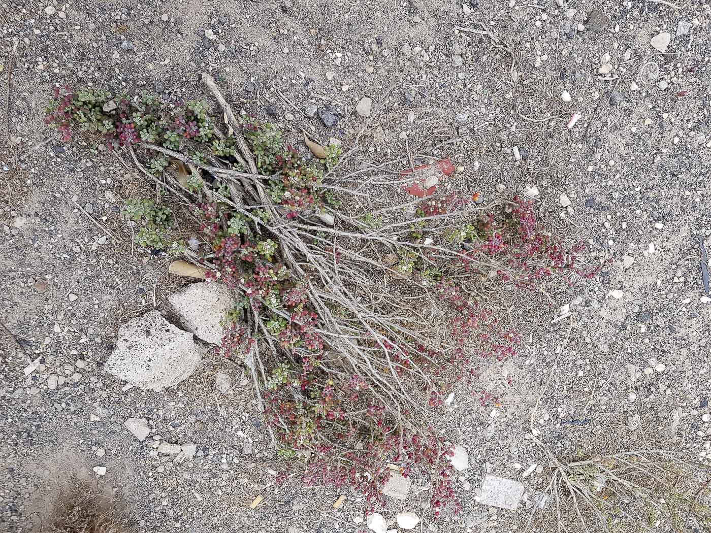 Image of Tetraena gaetula specimen.