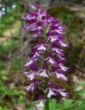 Orchis purpurea ssp. caucasica