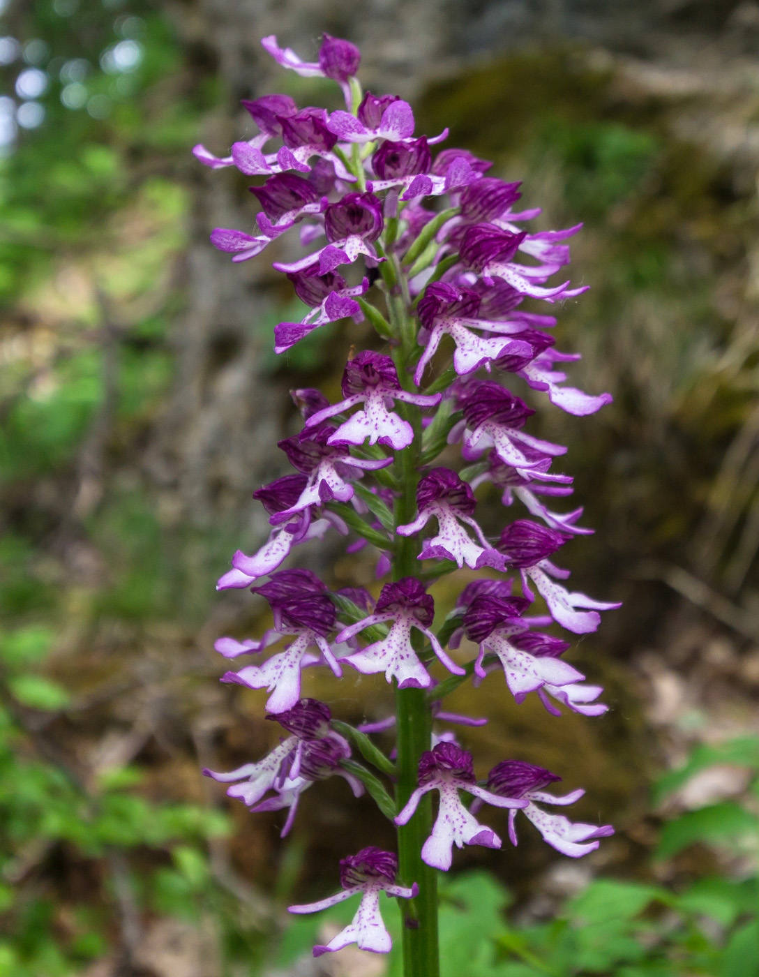 Image of Orchis purpurea ssp. caucasica specimen.