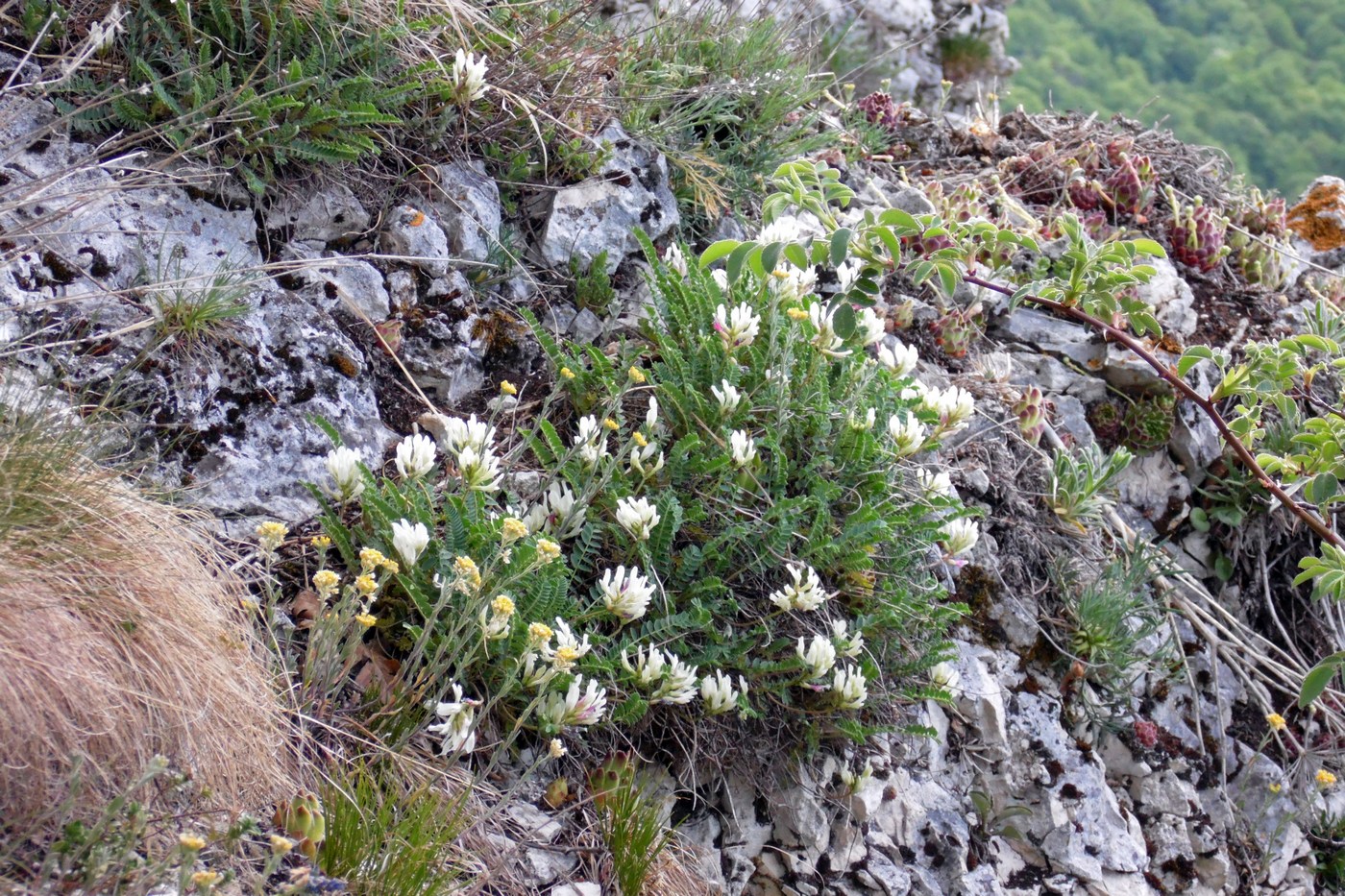 Изображение особи Astragalus demetrii.