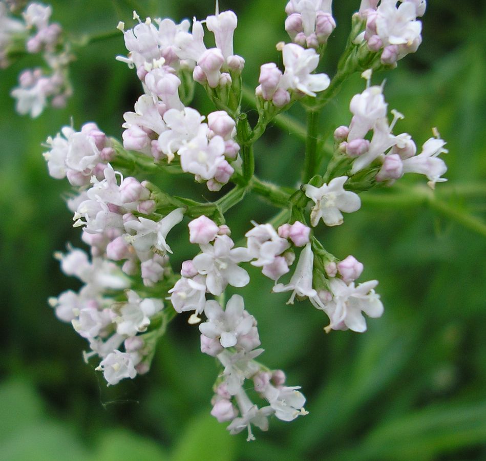 Image of genus Valeriana specimen.