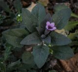 Physochlaina physaloides