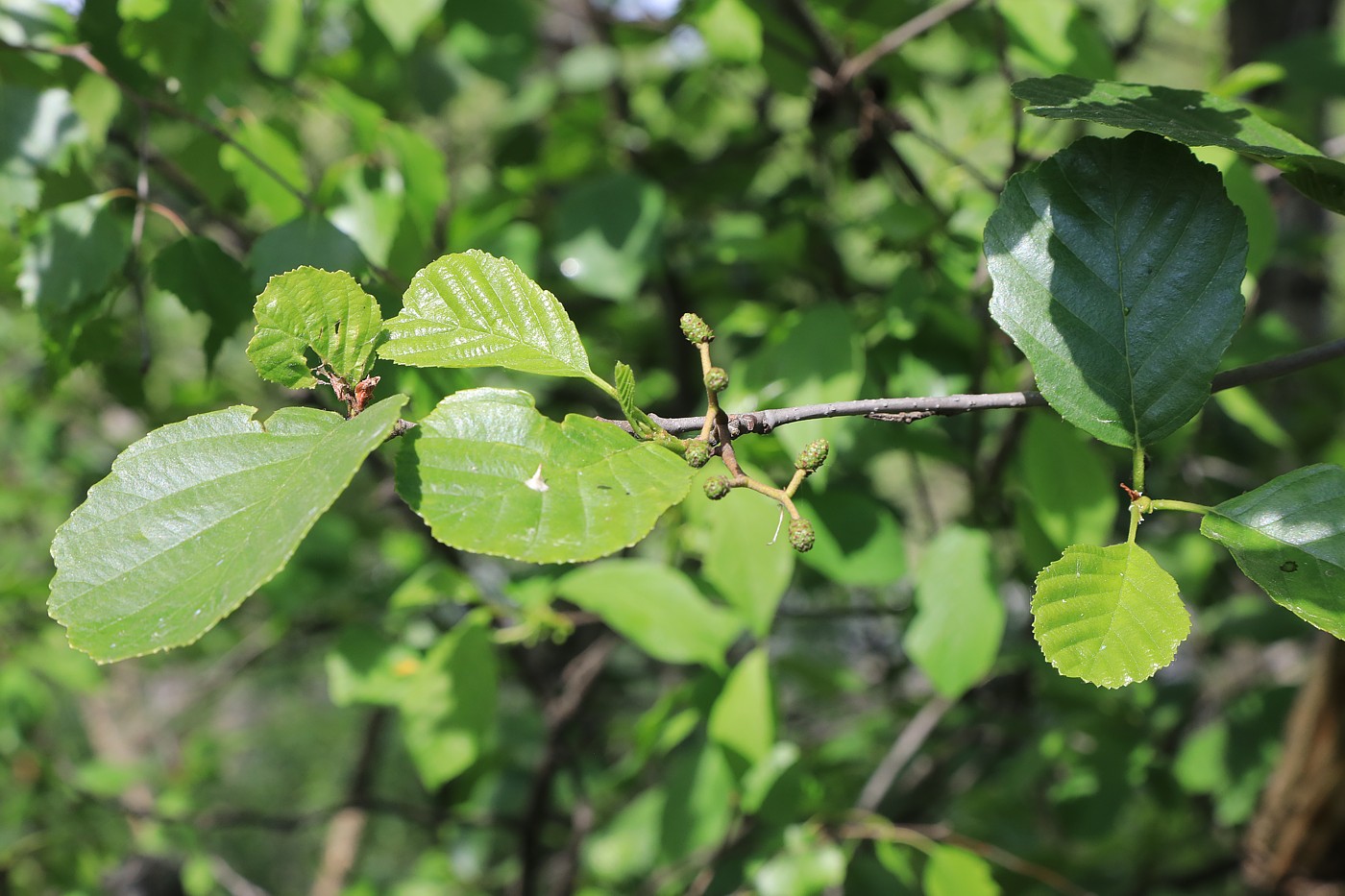 Изображение особи Alnus glutinosa.