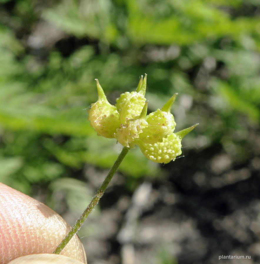 Image of Ranunculus arvensis var. tuberculatus specimen.