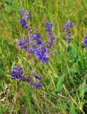 Salvia pratensis. Верхушка цветущего растения. Тульская обл., Ефремовский р-н, долина р. Красивая Меча, разнотравная степь. 03.06.2018.