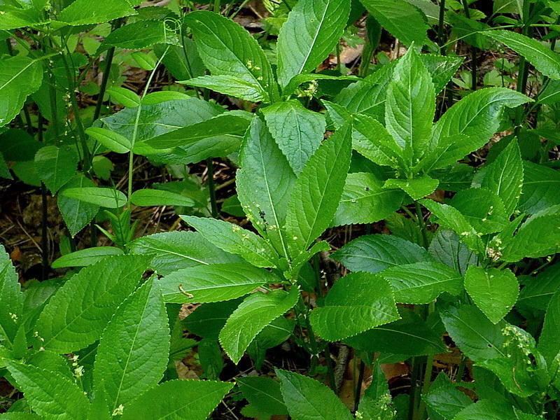 Image of Mercurialis perennis specimen.