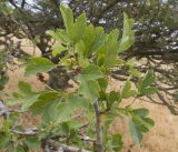 Crataegus taurica. Часть ветви с отцветшими цветками. Крым, Керченский п-ов, Приазовье, склон горы Ташкалак. 16.06.2018.