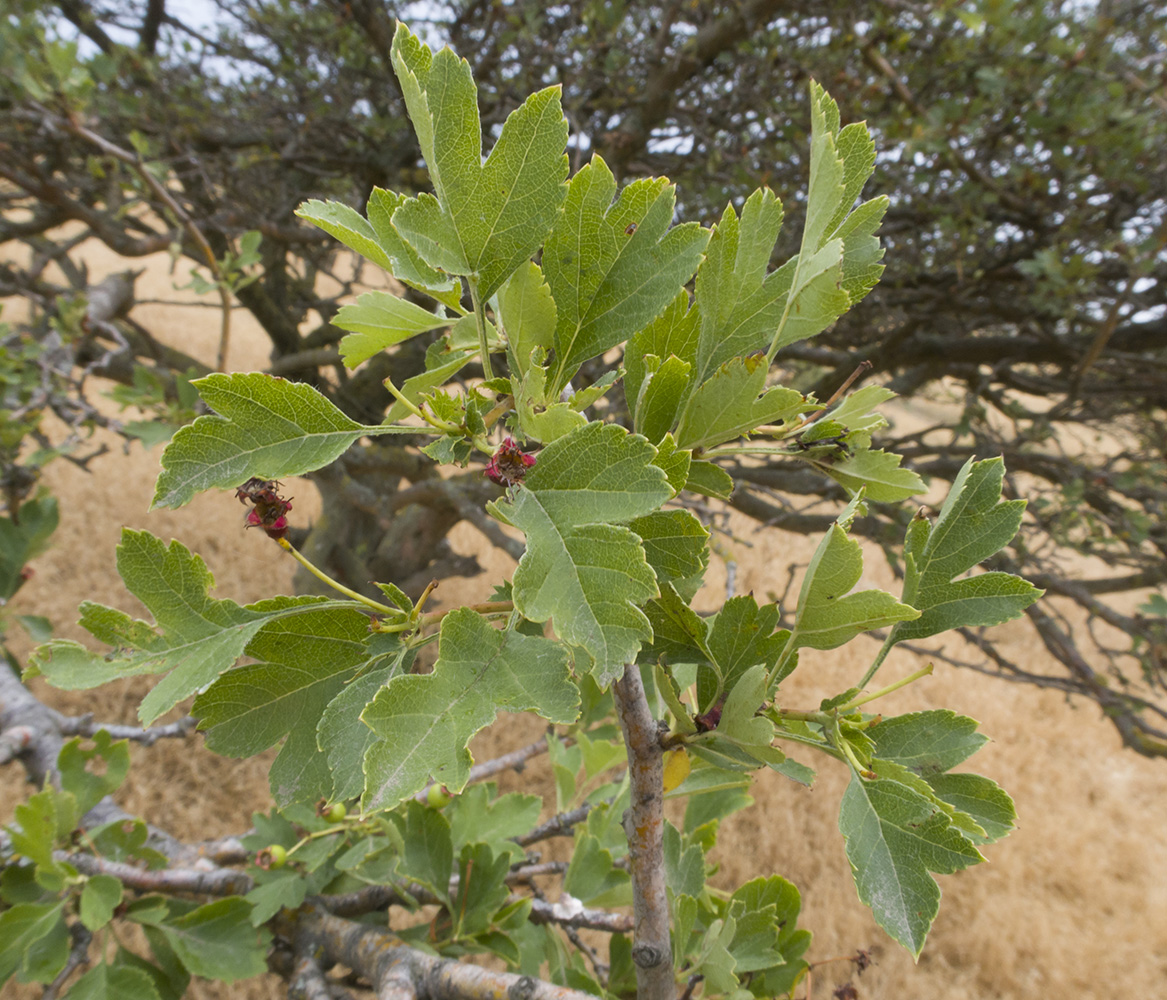 Изображение особи Crataegus taurica.