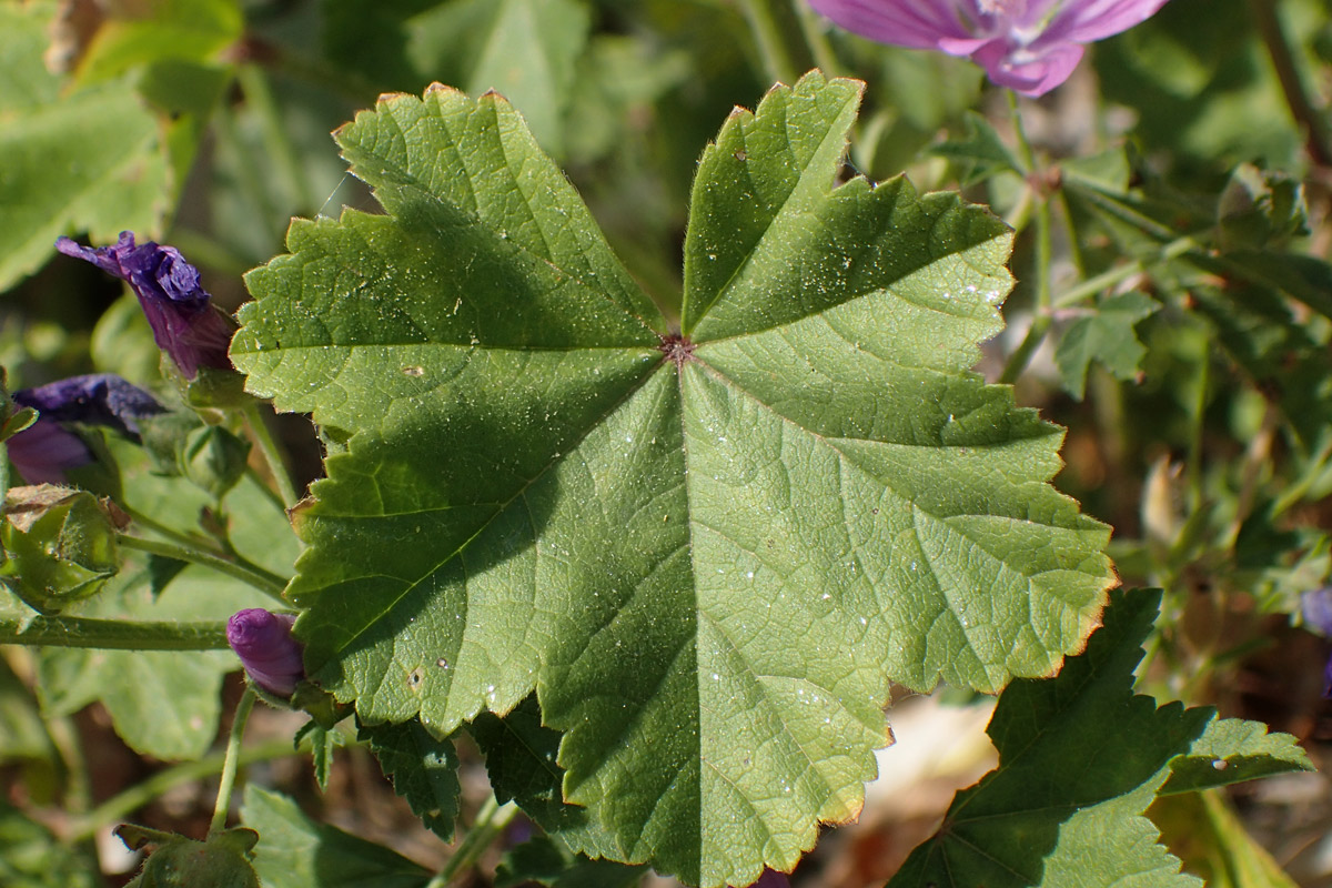 Image of Malva sylvestris specimen.