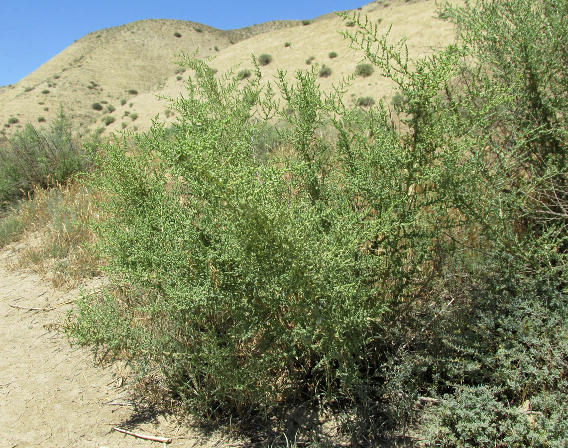 Image of Salsola dendroides specimen.