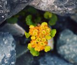 genus Chrysosplenium