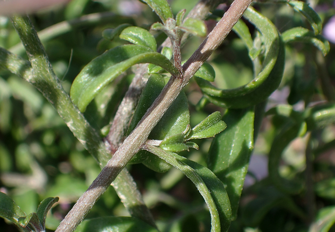 Изображение особи Malcolmia flexuosa.