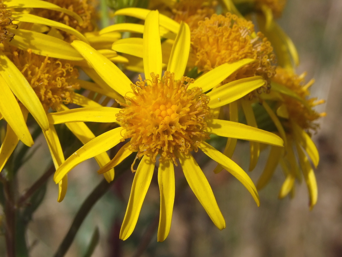 Image of Senecio jacobaea specimen.