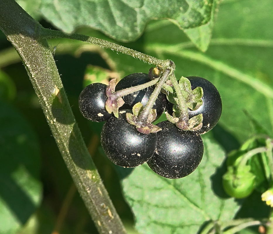 Изображение особи Solanum nigrum.