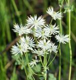 Thalictrum petaloideum. Соцветие. Юг Красноярского края, окр. ст. Минусинск. 03.06.2010.