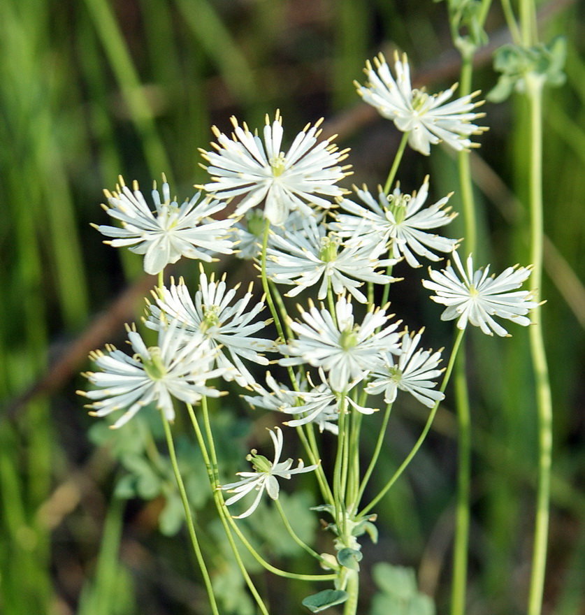 Image of Thalictrum petaloideum specimen.