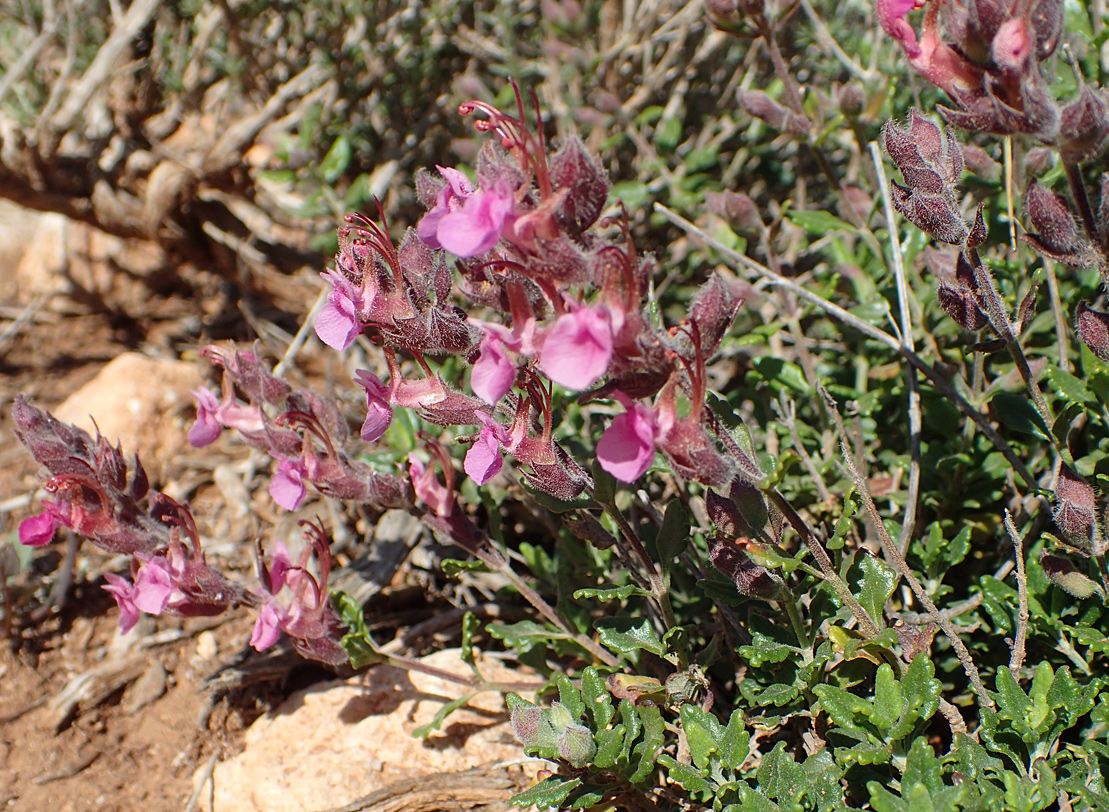 Image of Teucrium divaricatum specimen.