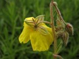 Helianthemum ovatum