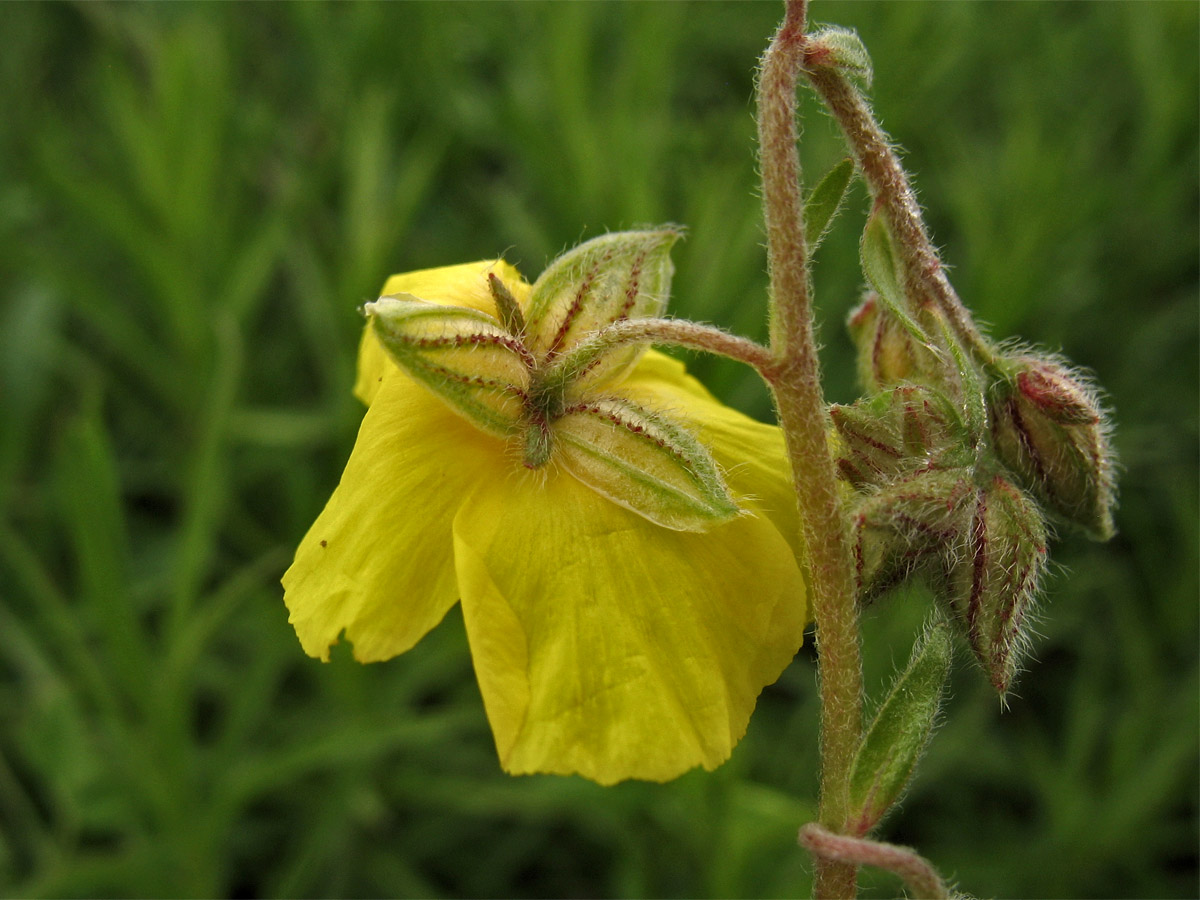 Image of Helianthemum ovatum specimen.