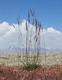 Hordeum turkestanicum. Отцветающее растение на кромке однолетнесолянкового (Suaeda olufsenii) сообщества. Таджикистан, Горно-Бадахшанская автономная обл., Мургабский р-н, окр. сельской общины (кишлака) Каракуль; Восточный Памир, денудационный шлейф западного макросклона Сарыкольского хребта, восточный берег оз. Каракуль; в поясе гидроморфных гемигалофитнозлаково-галофитноразнотравно-однолетнесолянковых солончаков, выс. 3930 м н.у.м. 16 августа 2018 г.