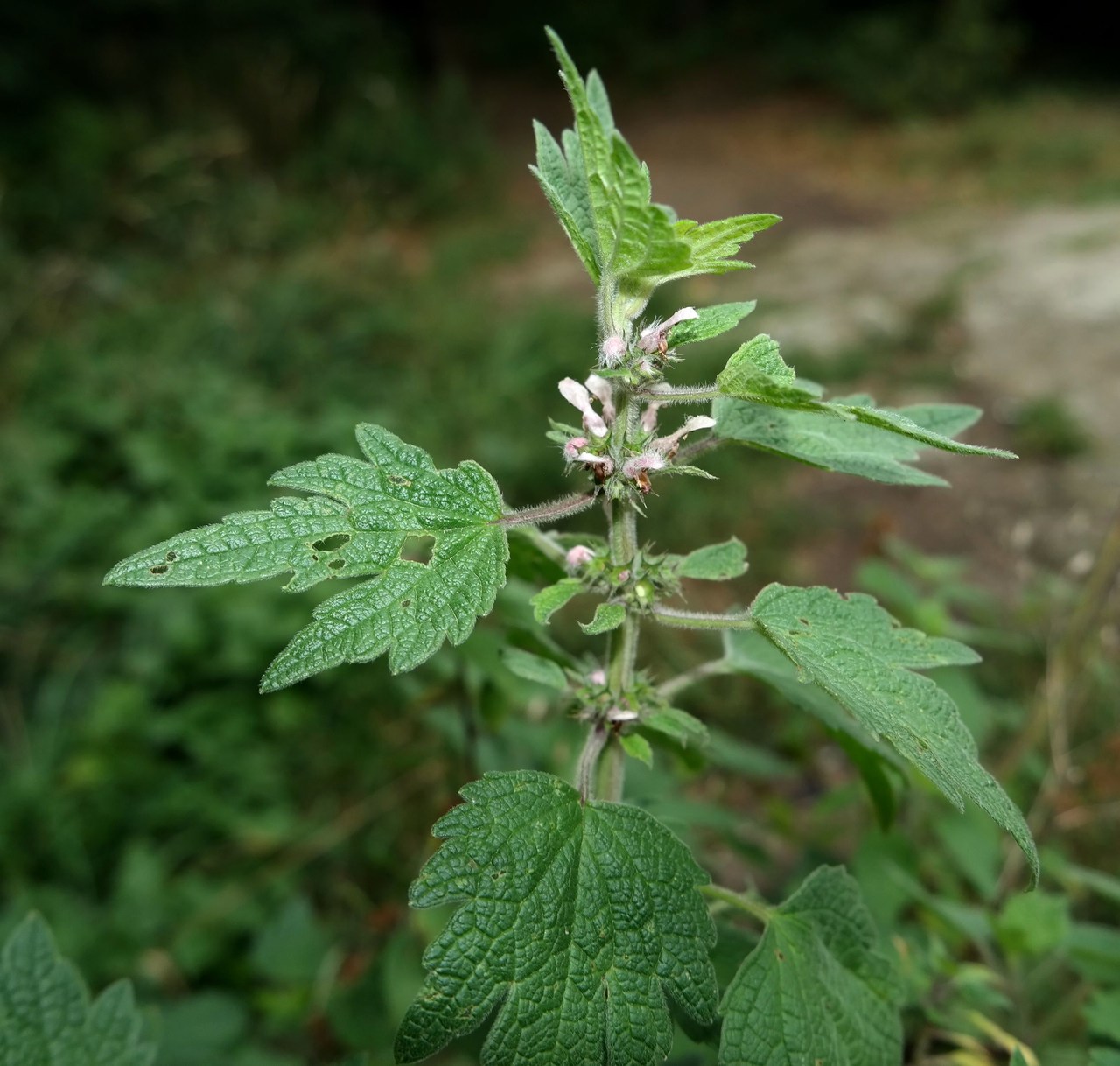 Изображение особи Leonurus quinquelobatus.