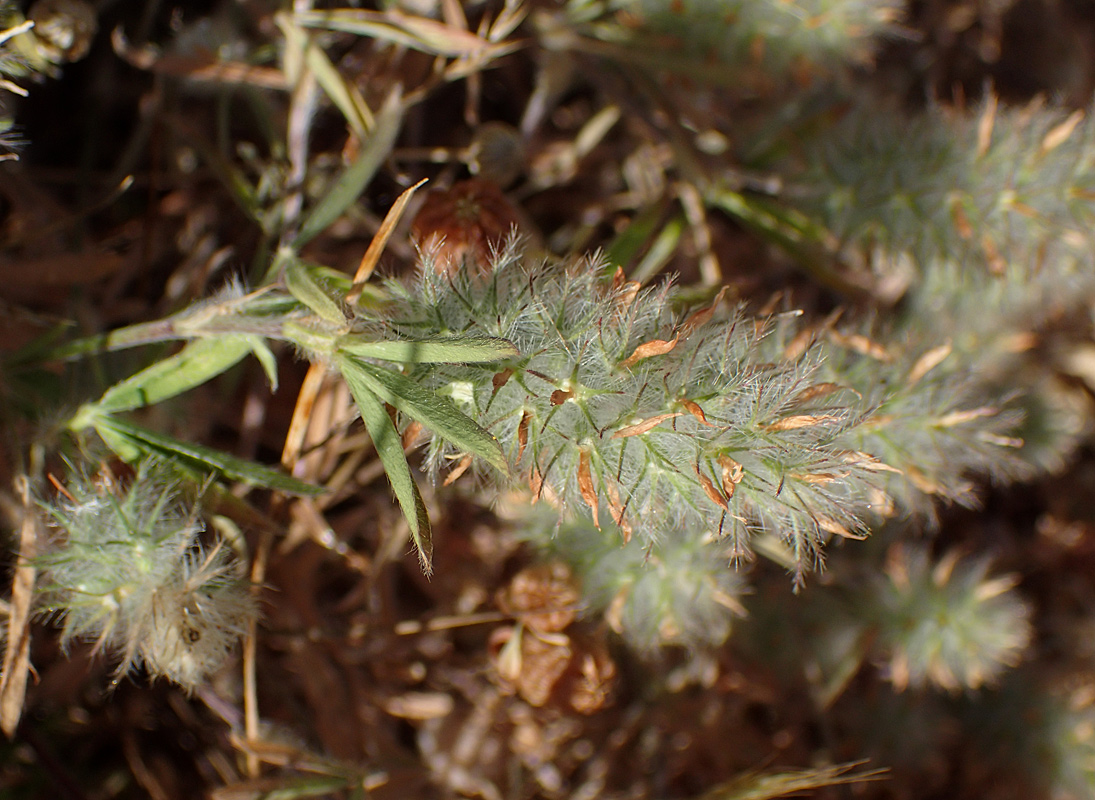 Изображение особи Trifolium angustifolium.