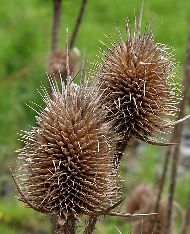 Image of Dipsacus laciniatus specimen.