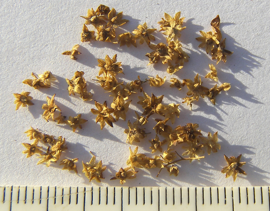 Image of Alchemilla orthotricha specimen.