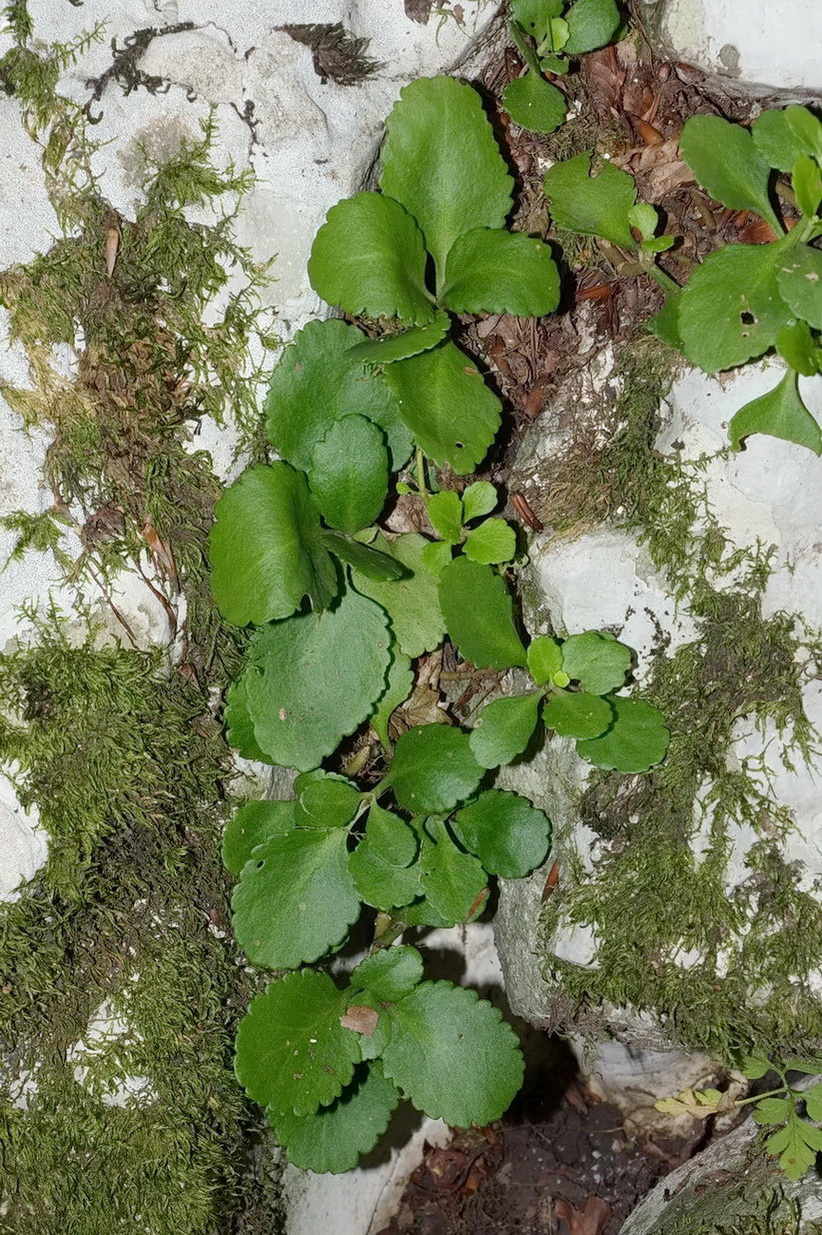 Изображение особи Chiastophyllum oppositifolium.