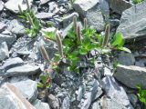 genus Salix